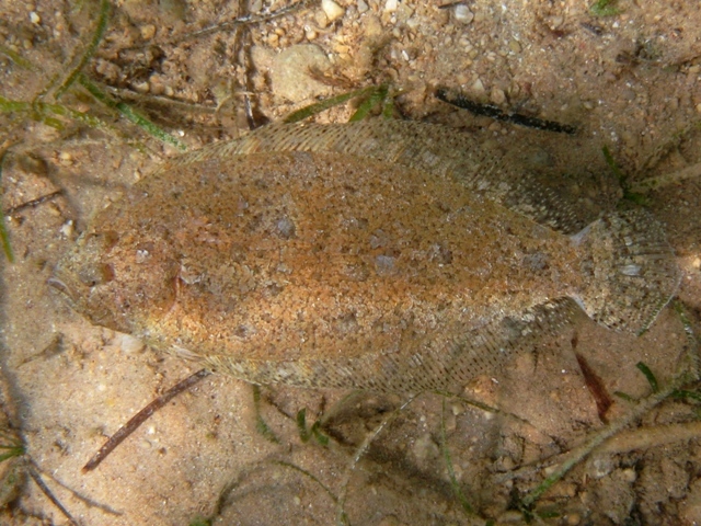 Arnoglossus thori (Kyle, 1913)